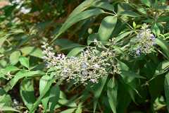 Vitex negundo